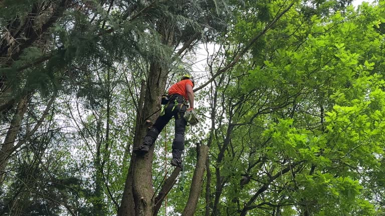 Best Hedge Trimming  in Soulsbyville, CA