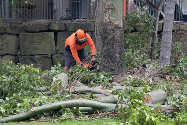 Reliable Soulsbyville, CA Tree Services Solutions